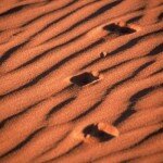 Given the heat and lack of vegetation, wildife in most parts of arid Namibia is scarce. Follow jackal-tracks in the Namib Rand Nature Reserve.