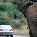 Elephant viewing