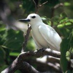 The Seychelles' fairy tern could be my favourite bird. Bird Island. Remarkable place. 