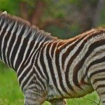 Zebra foal